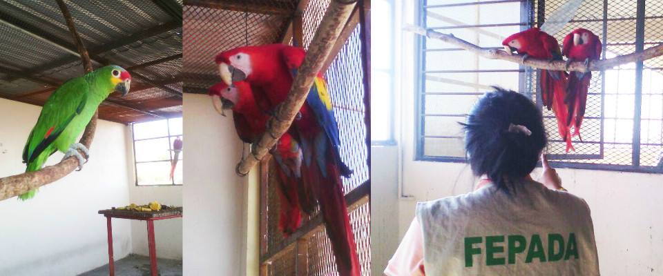 Rescata Fepada cinco ejemplares de aves en peligro de extinción en Tuxtla Gutiérrez