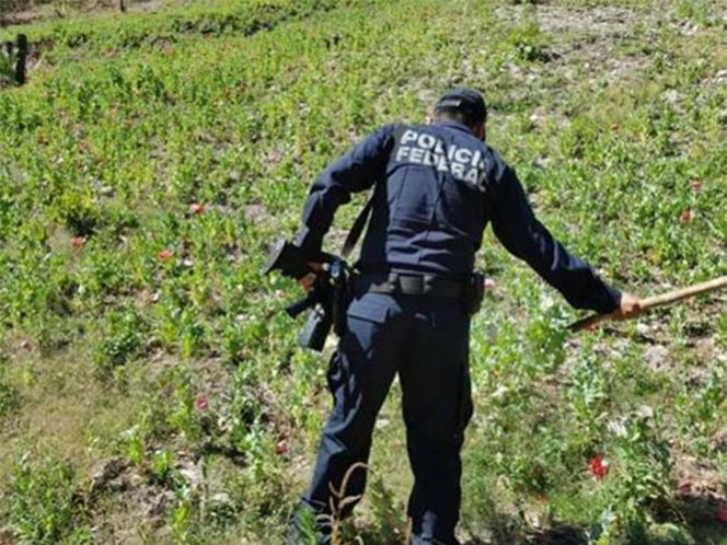 Hallan plantío con más de 13 toneladas de amapola, en Oaxaca