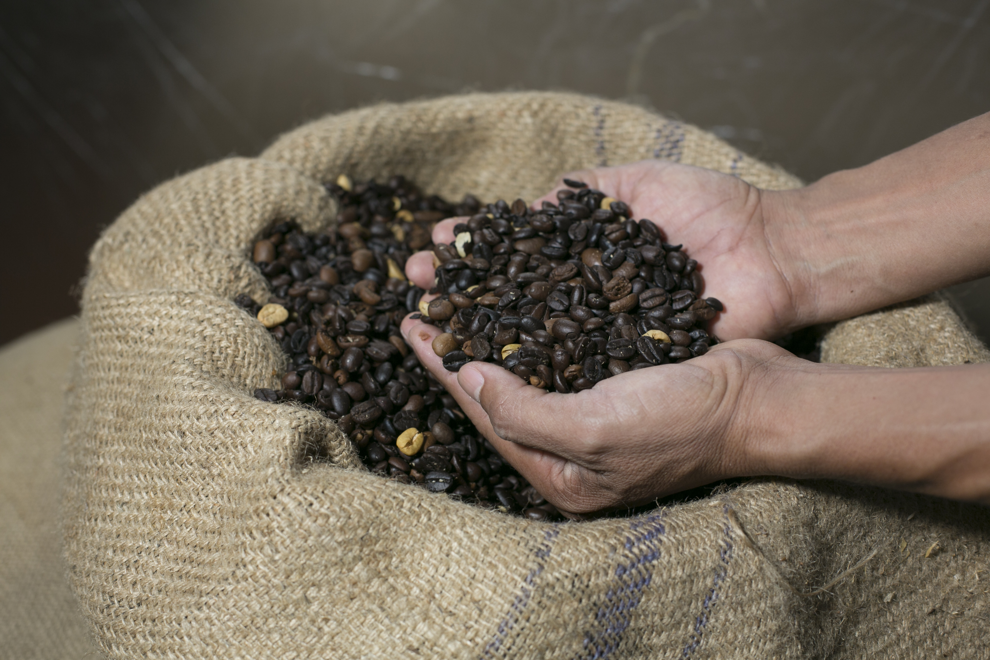 Consumir café de Chiapas pide ERA a las y los chiapanecos