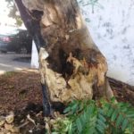 Dictamina Ayuntamiento riesgo inminente ante árbol en mal estado en vía pública