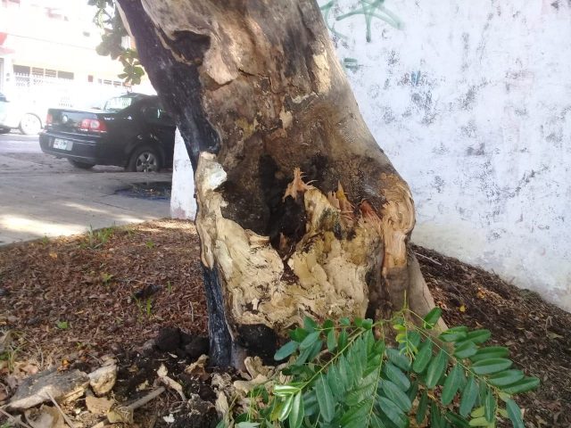 Dictamina Ayuntamiento riesgo inminente ante árbol en mal estado en vía pública