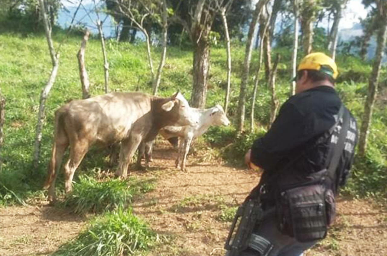 Recupera Fiscalía siete semovientes con reporte de robo en Chiapas