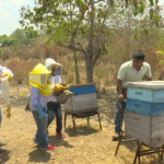 Alumnos y docentes de la Facultad de Ciencias Agrícolas de la UNACH desarrollan proyecto apícola