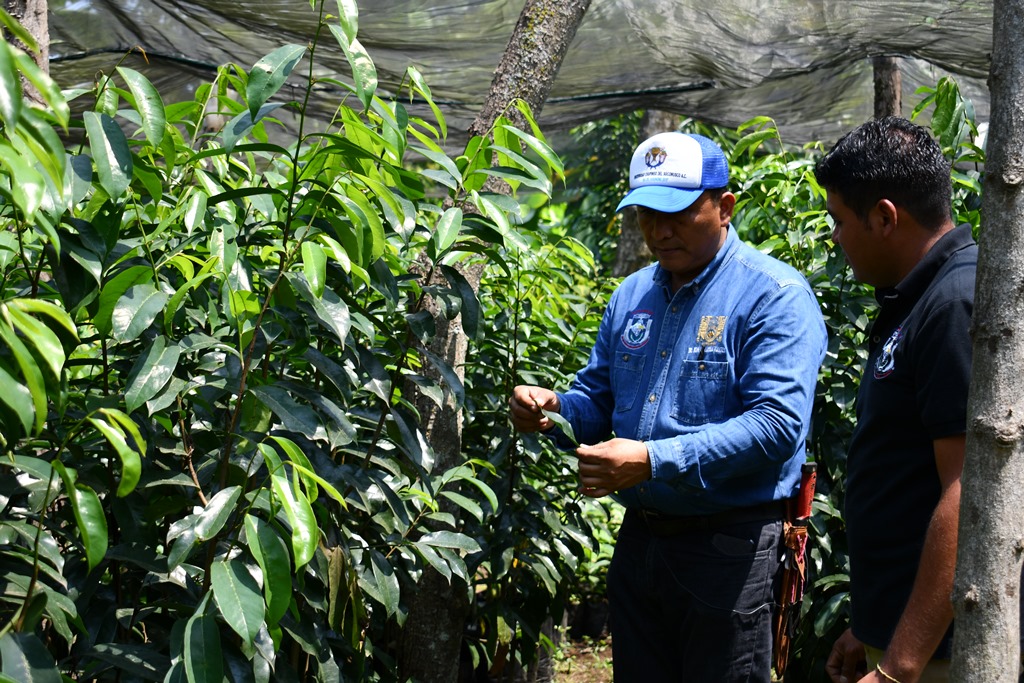 Es UNACH pionera en generar tecnología en fruticultura tropical