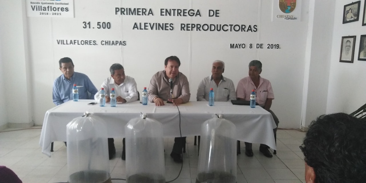 Entrega Mariano Rosales alevines reproductoras a productores de Villaflores para apoyo a economía y alimentación familiar