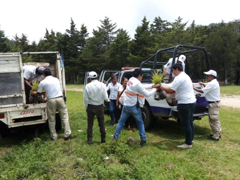 Plantan 10 mil árboles en terrenos de la UNACH en Teopisca