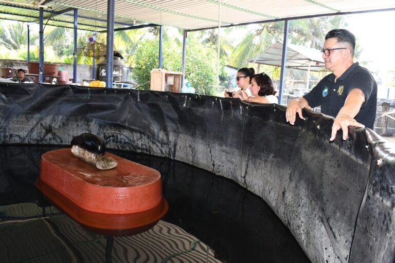 Lobos marinos localizados en playas de Chiapas  son protegidos y rehabilitados por docentes y alumnos de la UNACH