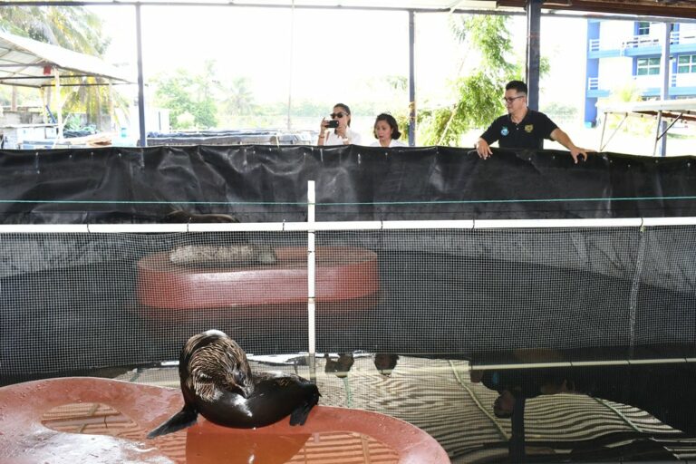 En el Campus IV Entrega UNACH ejemplares de lobos marinos para su liberación