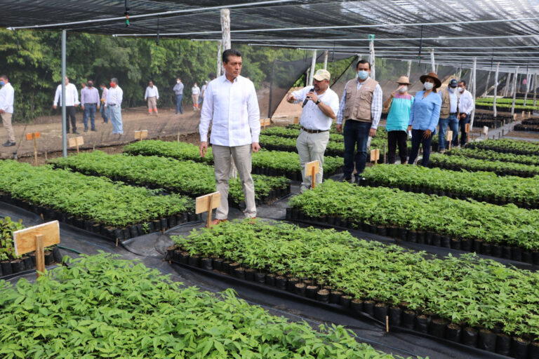 Destaca Rutilio Escandón beneficios del programa Sembrando Vida para Chiapas