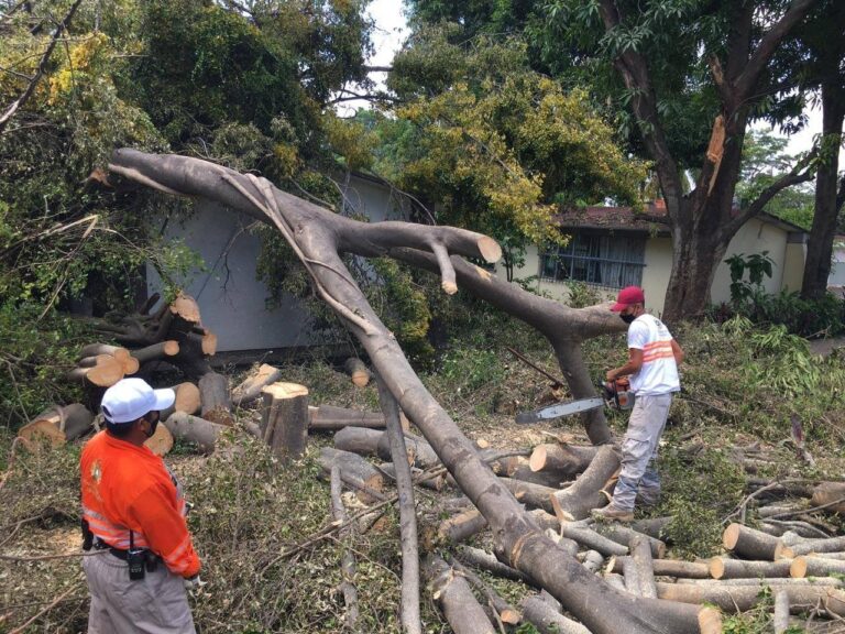 SIGUE PC ATENDIENDO CAÍDA DE ARBOLES EN VIVIENDAS