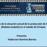 Desarrolla UNACH investigación sobre  producción de búfalos en Chiapas