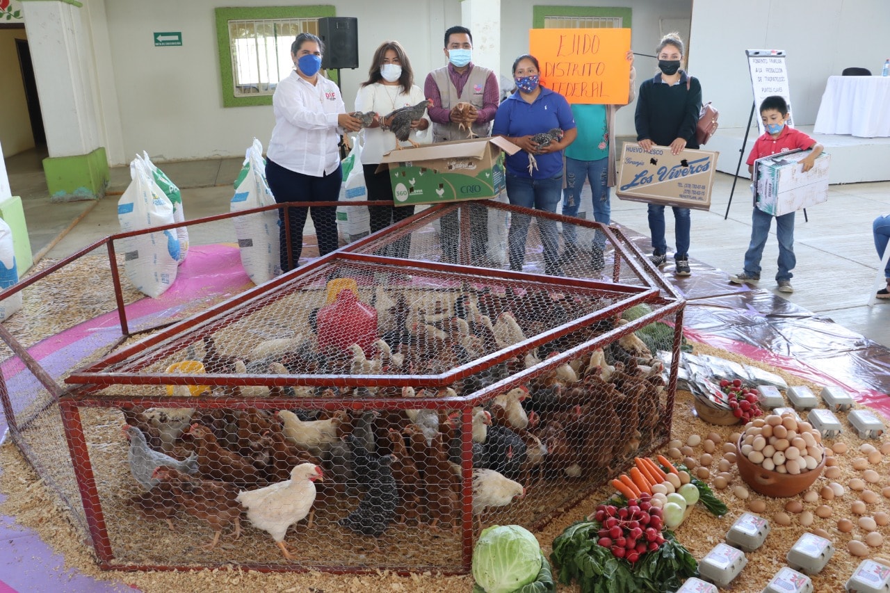 Entrega de aves de traspatio como parte del proyecto de fomento familiar a la producción de traspatio 2021