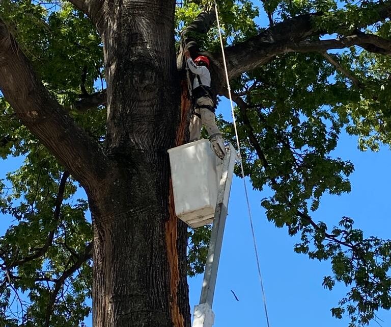 PROTECCIÓN CIVIL DE TAPACHULA VERIFICA CEIBA DE LA 18 ORIENTE