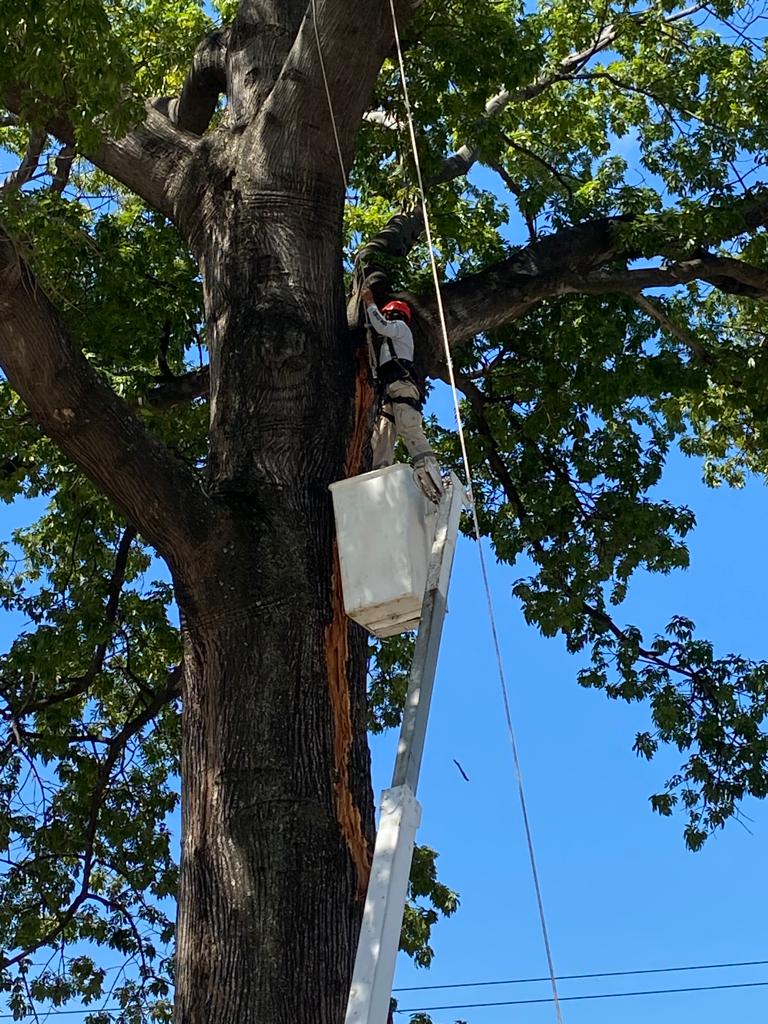 PROTECCIÓN CIVIL DE TAPACHULA VERIFICA CEIBA DE LA 18 ORIENTE