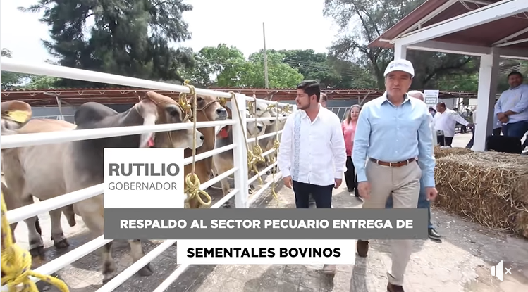 Entrega Rutilio Escandón sementales bovinos y paquetes de ovinos para fortalecer el sector ganadero de Chiapas