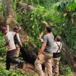 PROTECCIÓN CIVIL DE TAPACHULA ATIENDE REPORTE DE ÁRBOL