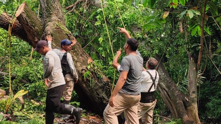 PROTECCIÓN CIVIL DE TAPACHULA ATIENDE REPORTE DE ÁRBOL