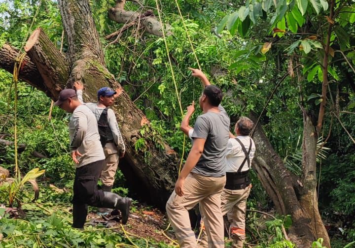 PROTECCIÓN CIVIL DE TAPACHULA ATIENDE REPORTE DE ÁRBOL