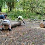 PROTECCIÓN CIVIL ATIENDE REPORTE DE ÁRBOL CAÍDO EN CEDECO NORTE