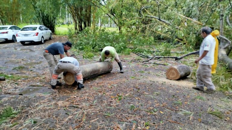 PROTECCIÓN CIVIL ATIENDE REPORTE DE ÁRBOL CAÍDO EN CEDECO NORTE