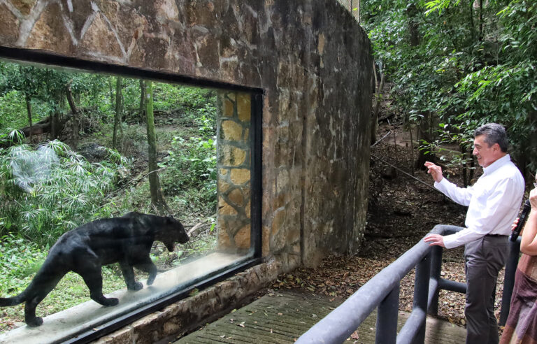 Inaugura Rutilio Escandón remodelación de los recintos del jaguar Yojk y de la nutria en el ZooMAT