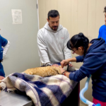 ¡El Hospital Veterinario de la Ciudad de México celebra un año más comprometido con el bienestar de nuestros animales!