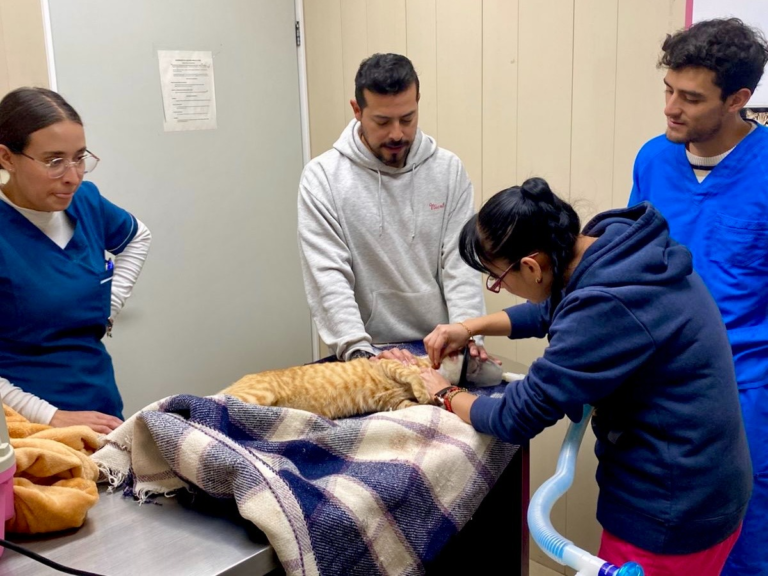 ¡El Hospital Veterinario de la Ciudad de México celebra un año más comprometido con el bienestar de nuestros animales!