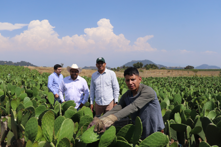 Morelos impulsa la exportación de nopal a mercados internacionales