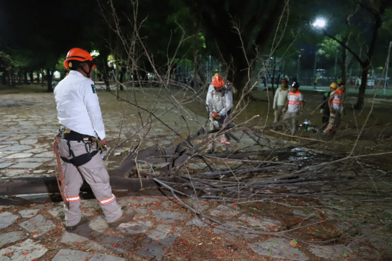 Retira Ayuntamiento de Tuxtla árboles secos en Caña Hueca para prevenir riesgos en temporada de lluvias