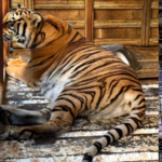 FGR asegura armas y animales exóticos durante cateo en Tijuana
