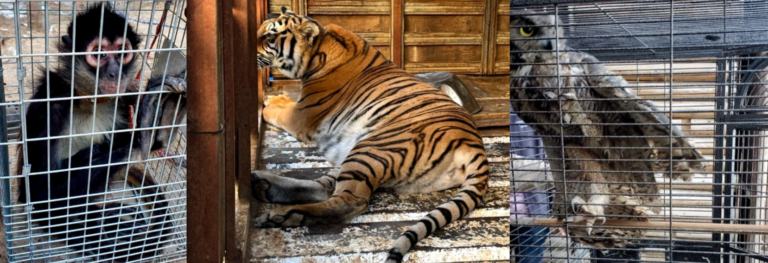 FGR asegura armas y animales exóticos durante cateo en Tijuana