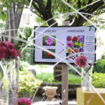 Celebran en Álvaro Obregón la Dalia, flor nacional de México y alimento con valor nutricional