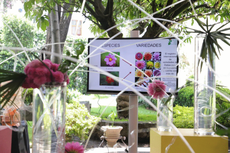 Celebran en Álvaro Obregón la Dalia, flor nacional de México y alimento con valor nutricional