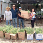 Impulsan en Berriozábal la reactivación de la producción de piña