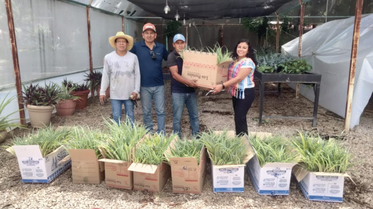 Impulsan en Berriozábal la reactivación de la producción de piña