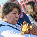 Edoméx lanza estrategia para atender sobrepoblación de animales callejeros