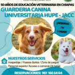 Guardería Canina de la UNACH brinda atención profesional y bienestar a las mascotas