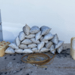 Asegura FGR más de 370 litros de hidrocarburo en cateo en San Juan Chamula