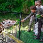 Cosmo, la nueva jirafa de Zacango que refuerza la conservación animal en el Estado de México