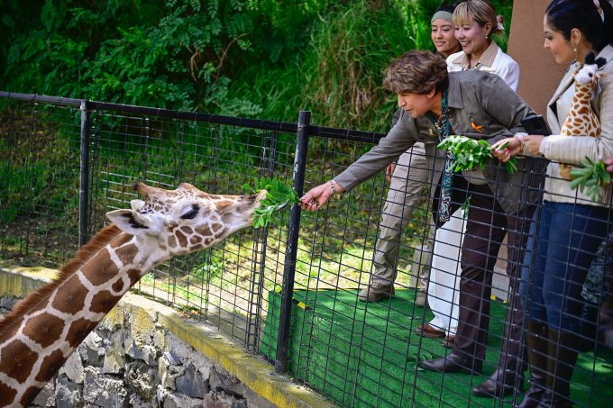 Cosmo, la nueva jirafa de Zacango que refuerza la conservación animal en el Estado de México