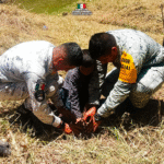 Ejército Mexicano y Guardia Nacional reforestan con jóvenes en Chilón, Chiapas