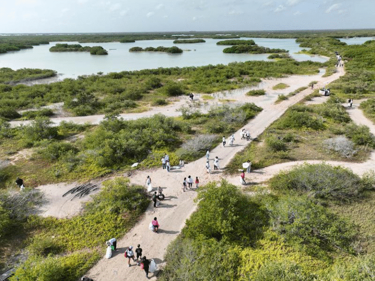 Más de 400 voluntarios limpian manglares en Yucatán y recolectan casi 2 toneladas de residuos