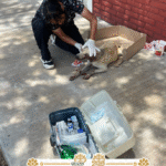 Izúcar de Matamoros atiende de forma oportuna atropellamiento de perrito en situación de calle