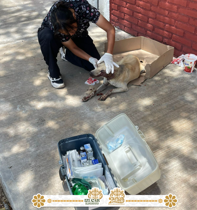 Izúcar de Matamoros atiende de forma oportuna atropellamiento de perrito en situación de calle