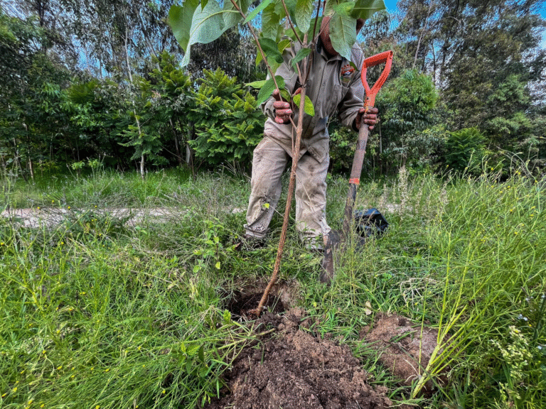 Cuautitlán Izcalli refuerza acciones ambientales con jornada de reforestación en el Lago de Guadalupe