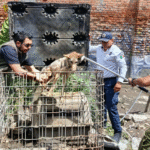 Rescatan en Cuautitlán Izcalli a un coyote y un perico exótico mantenidos en cautiverio