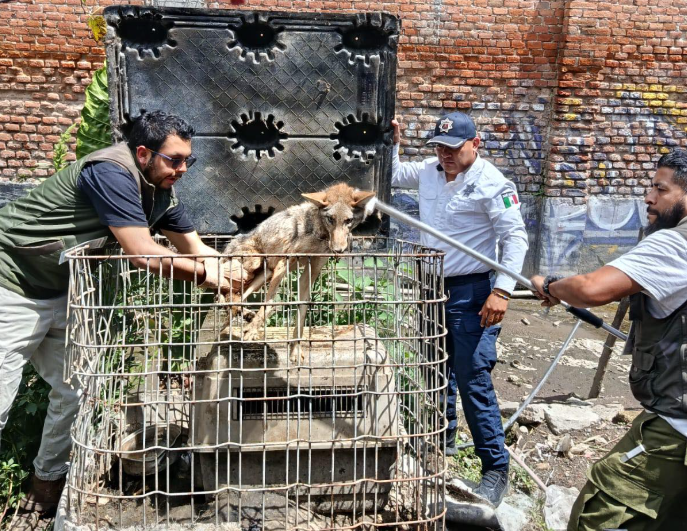 Rescatan en Cuautitlán Izcalli a un coyote y un perico exótico mantenidos en cautiverio