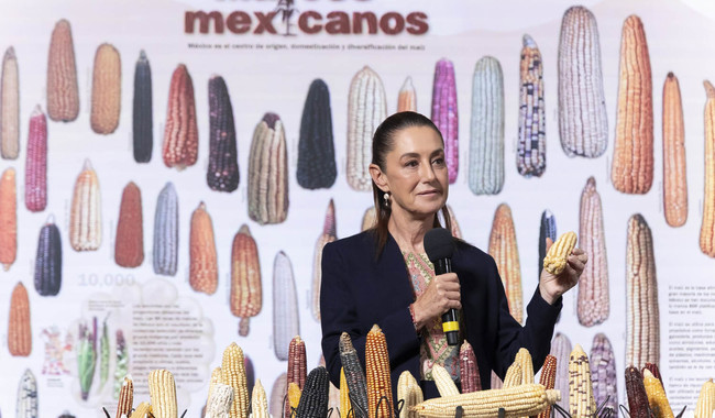 Presidenta Claudia Sheinbaum anuncia el programa “Sin maíz no hay país” para fortalecer la producción con bienestar