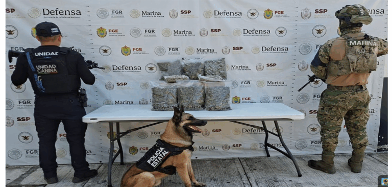 Decomisan más de 10 kilos de droga y detienen a 51 personas en operativos de seguridad en Veracruz