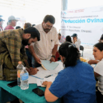 Inicia en Tapachula programa de canje de sementales para fortalecer al sector ganadero